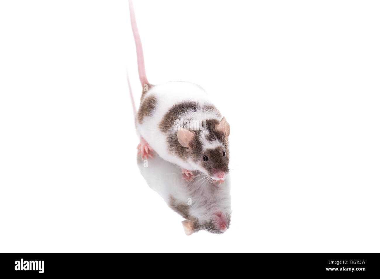 Il Pet Mouse sullo specchio Foto Stock