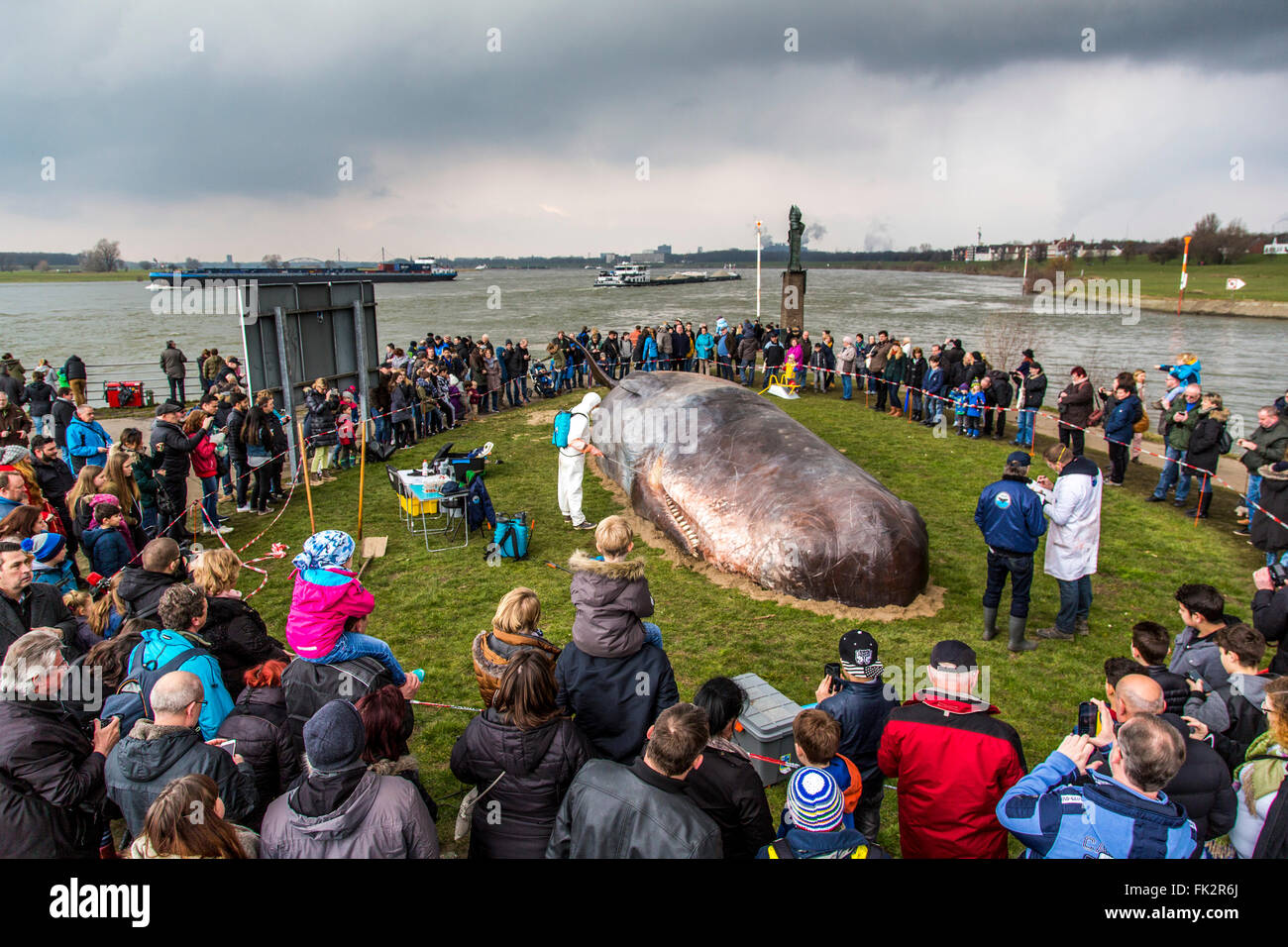 Balena arenata, un arte in termini di prestazioni durante il Duisburger Akzente, un festival di arte a Duisburg in Germania, al fiume Reno, Foto Stock