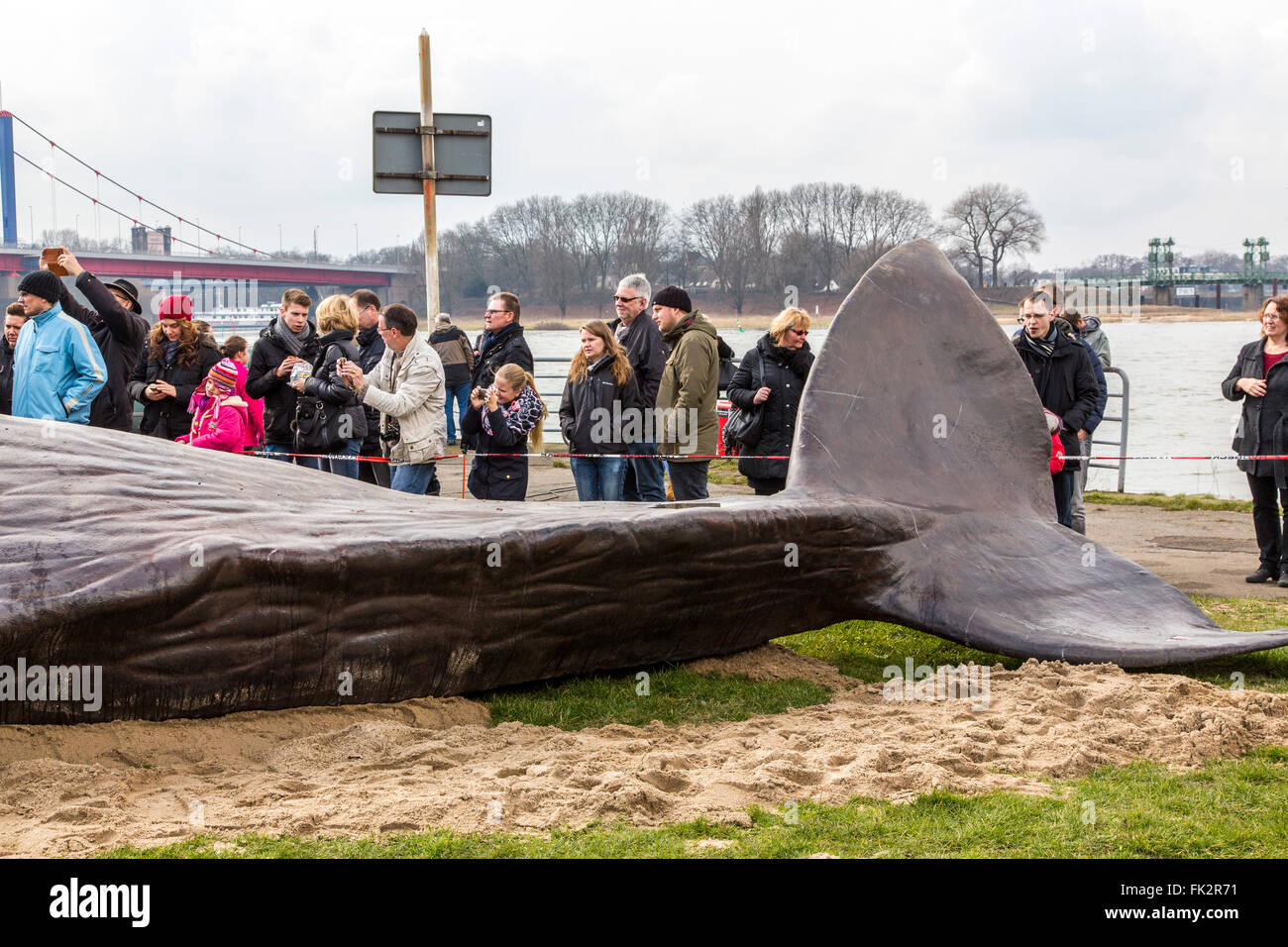 Balena arenata, un arte in termini di prestazioni durante il Duisburger Akzente, un festival di arte a Duisburg in Germania, al fiume Reno, Foto Stock