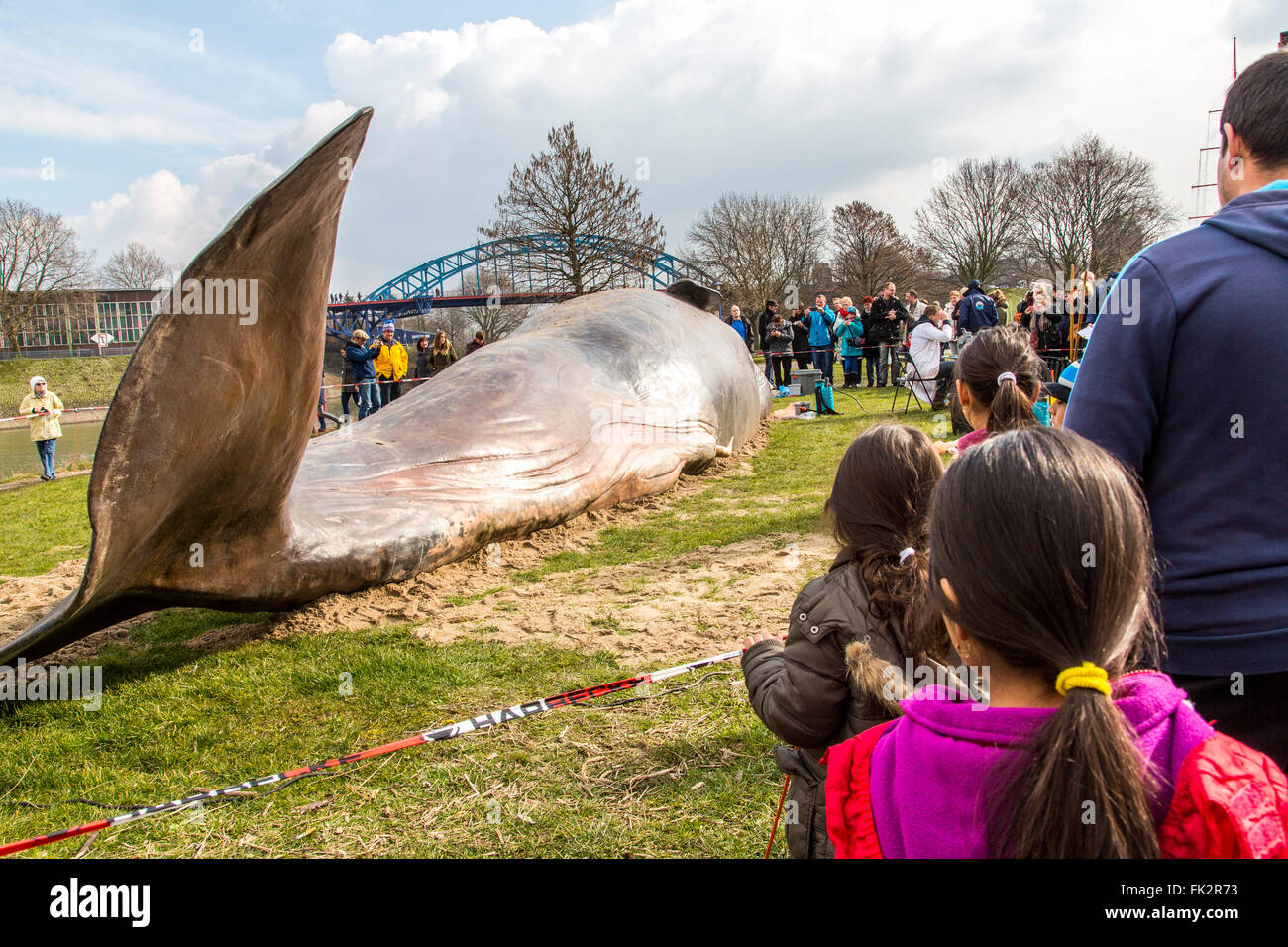 Balena arenata, un arte in termini di prestazioni durante il Duisburger Akzente, un festival di arte a Duisburg in Germania, al fiume Reno, Foto Stock