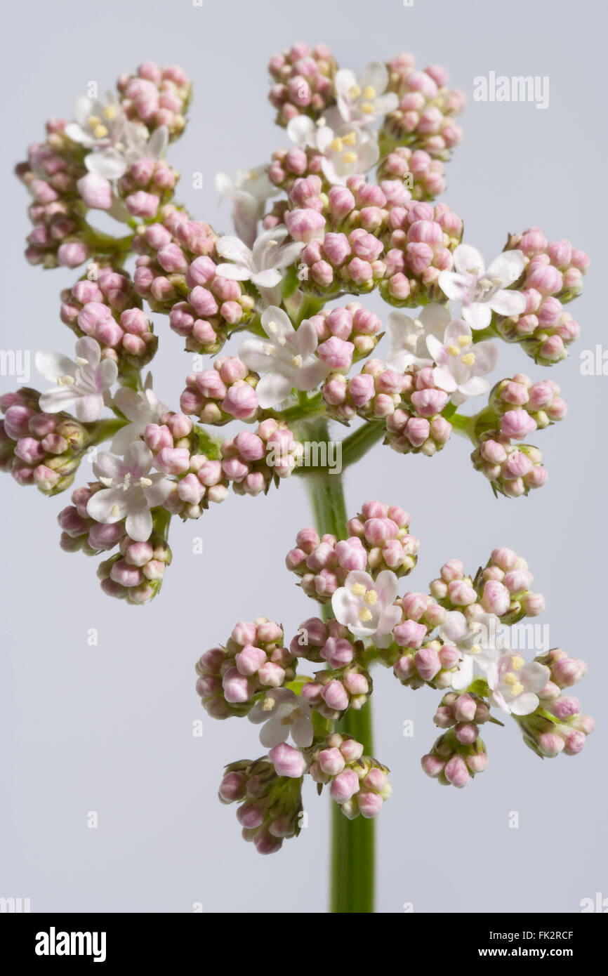 Carni bianche e rosa Blooming Allheal valeriana Foto Stock