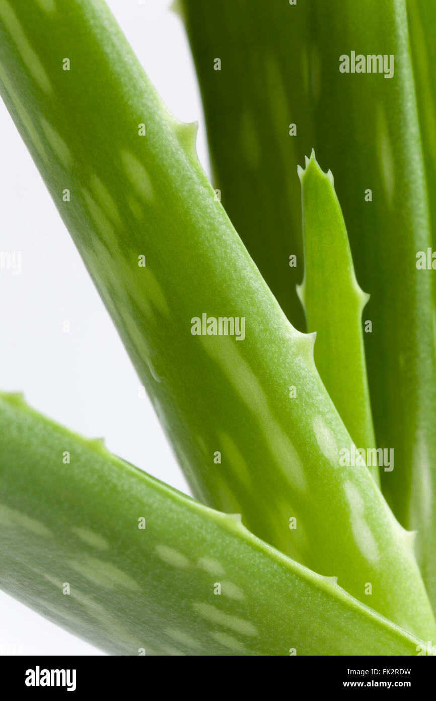 Pezzi di Aloe Vera su sfondo bianco Foto Stock