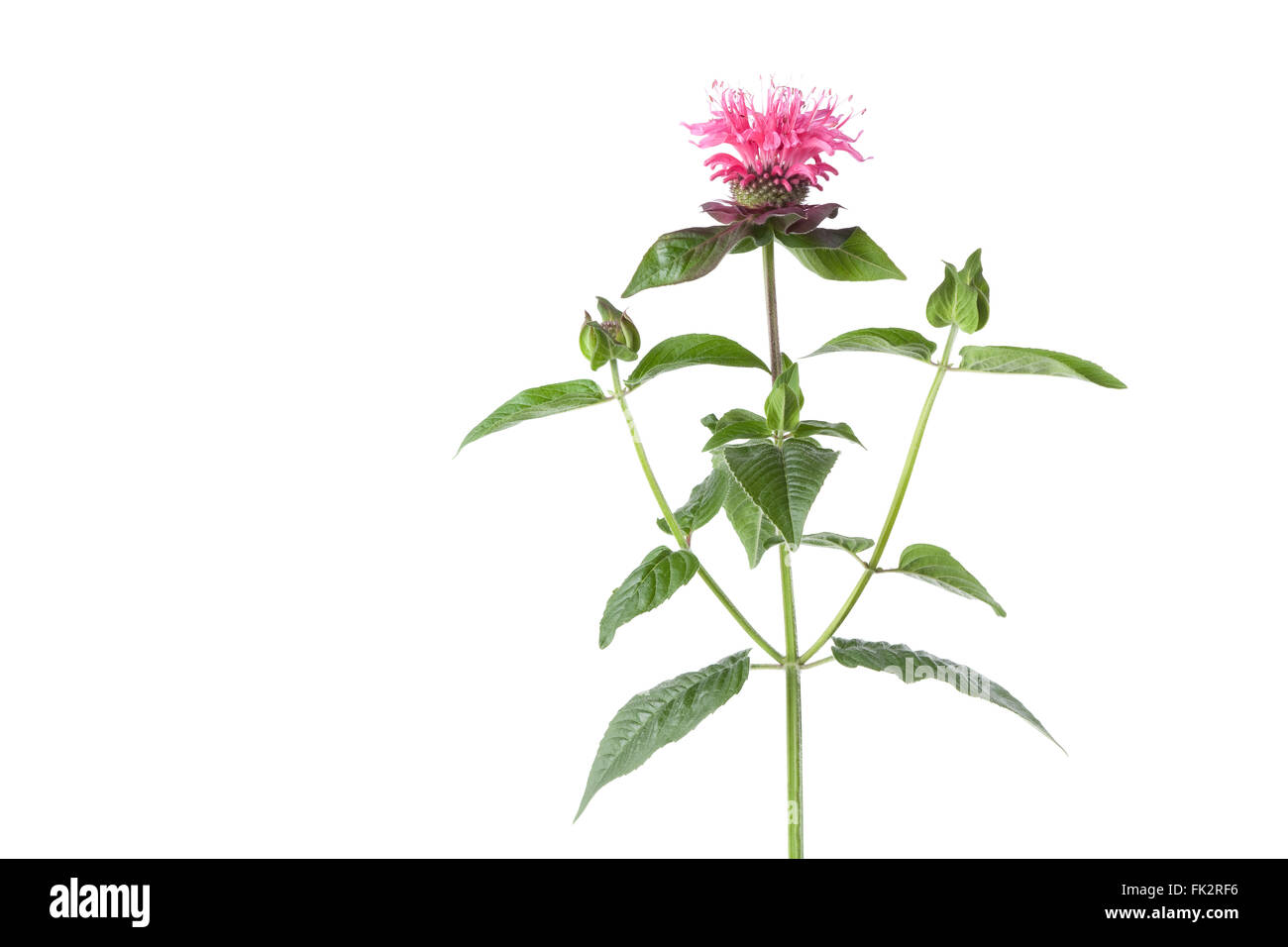 Singola rosa fresca bee balm fiore su sfondo bianco Foto Stock