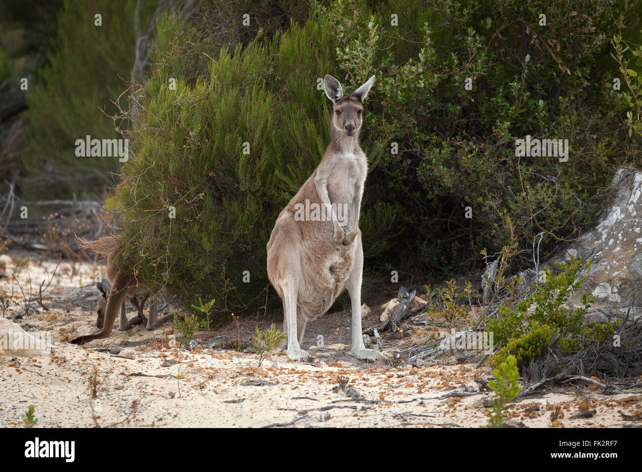 Canguro, Nambung National Park, Australia occidentale. Foto Stock
