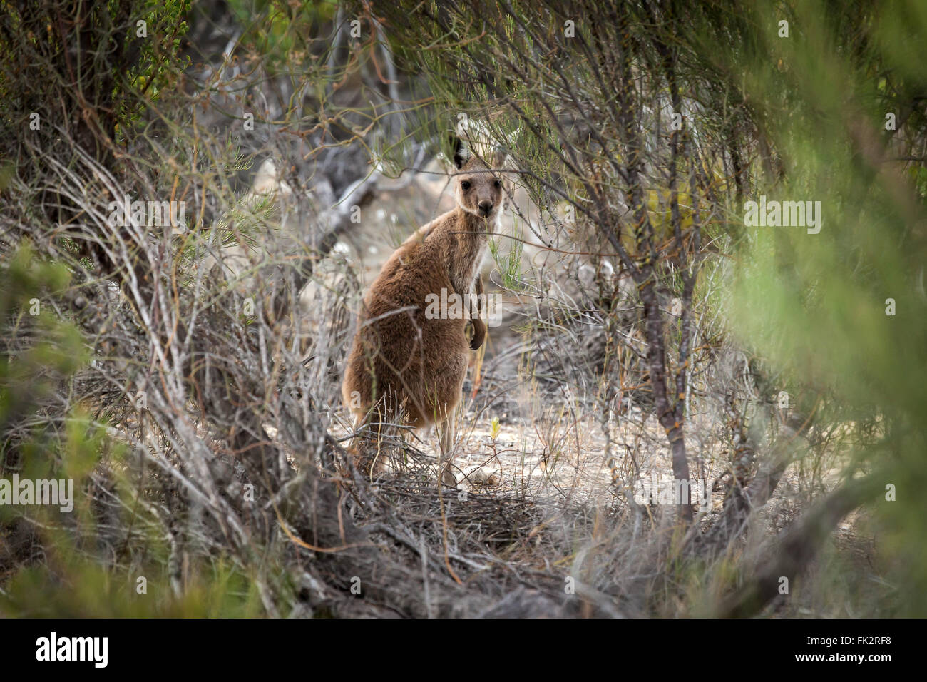 Canguro, Nambung National Park, Australia occidentale. Foto Stock