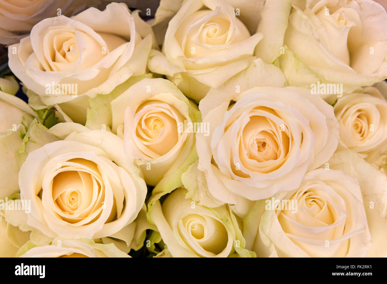 Freschi bouquet di rose bianche frame completo Foto Stock