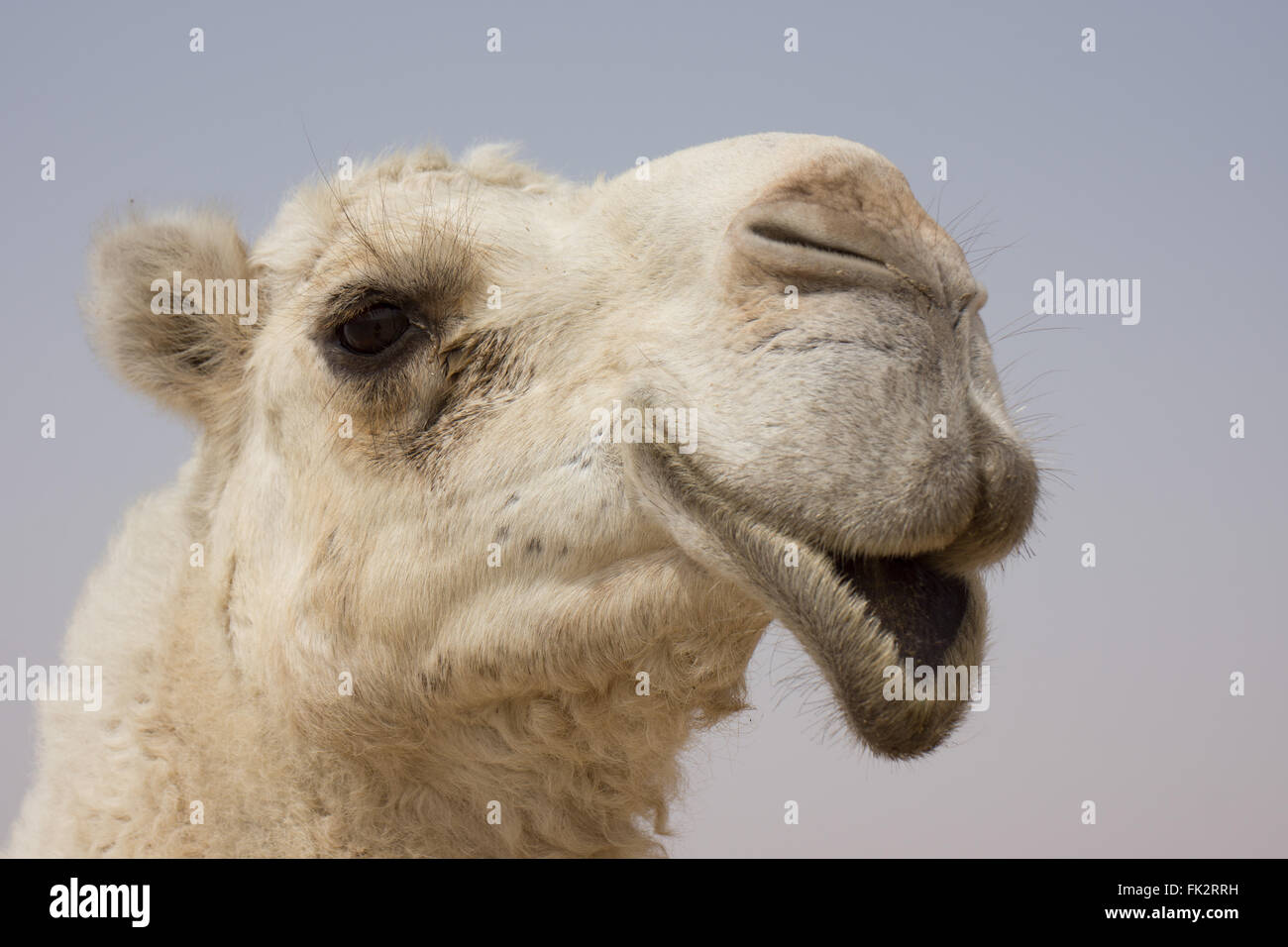 Leggi le mie labbra, testa di cammello vicino. Foto Stock