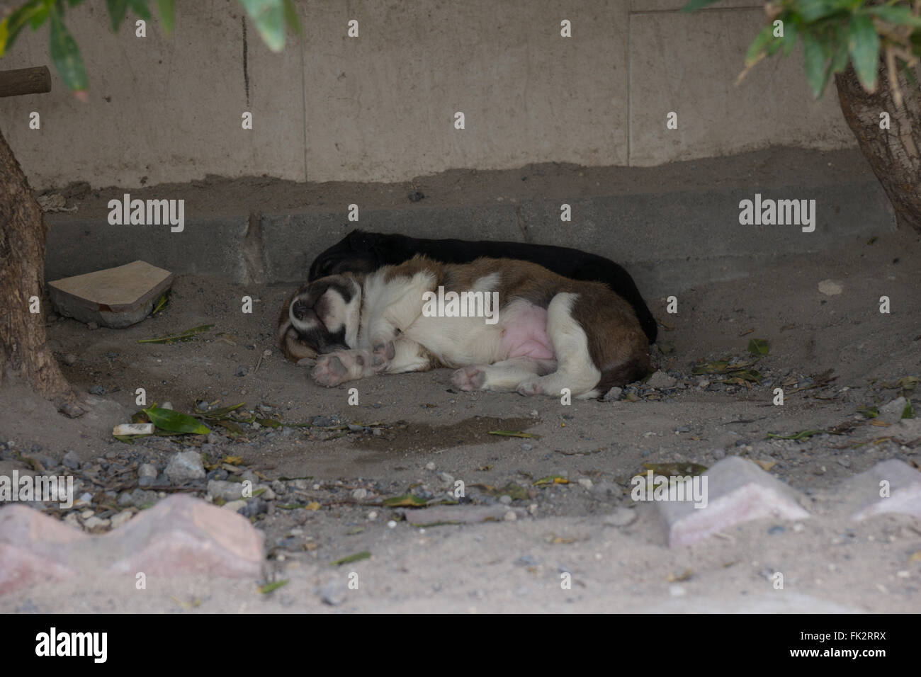 Feral cuccioli dormire nel sottobosco Foto Stock