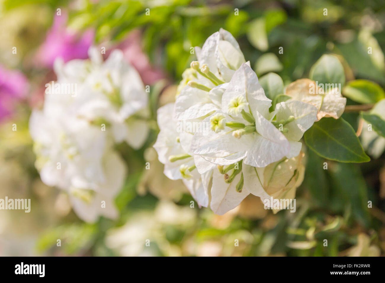 Magenta bellissimi fiori di bouganville (Bougainvillea glabra Choisy), soft focus Foto Stock