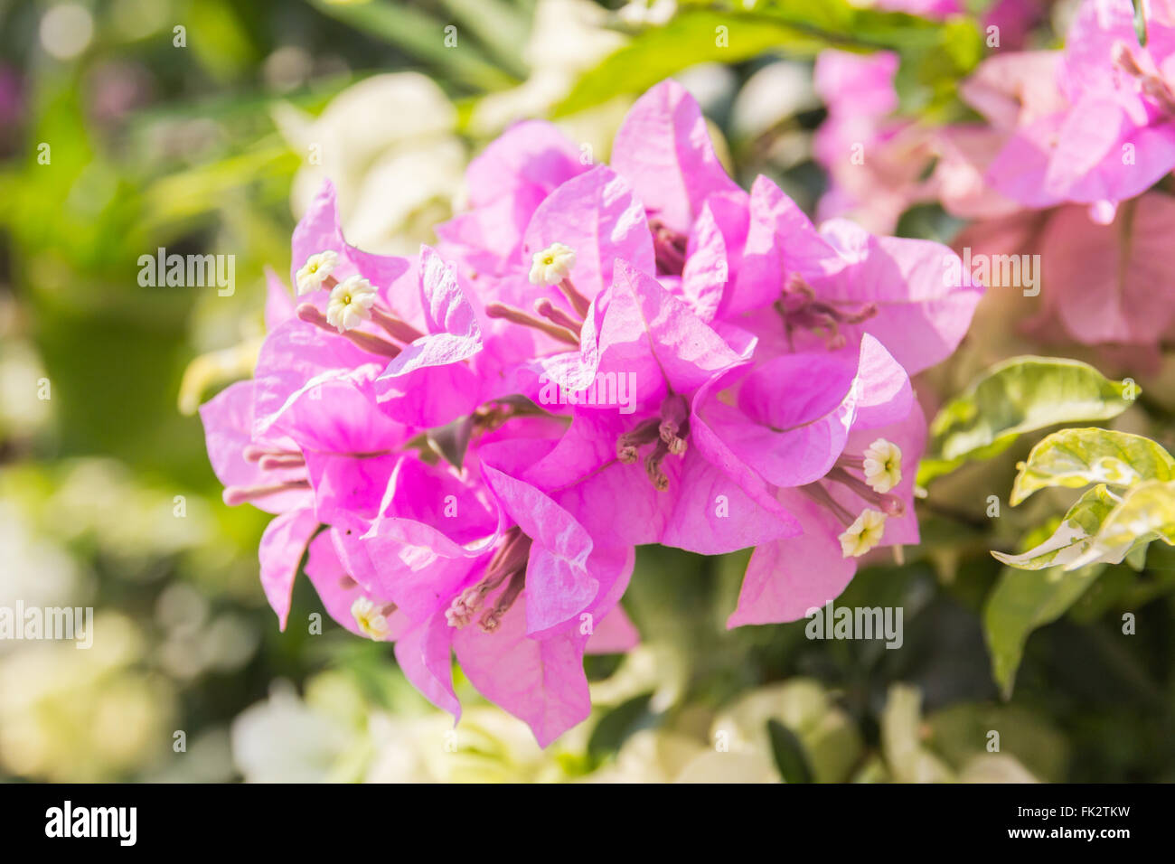 Magenta bellissimi fiori di bouganville (Bougainvillea glabra Choisy), soft focus Foto Stock