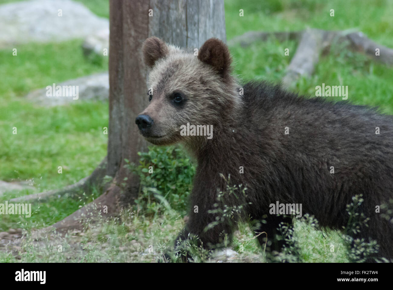 Unione di orso bruno eurasiatico o orso bruno ( Ursus arctos arctos) cub nella Taiga foresta in Finlandia orientale Foto Stock