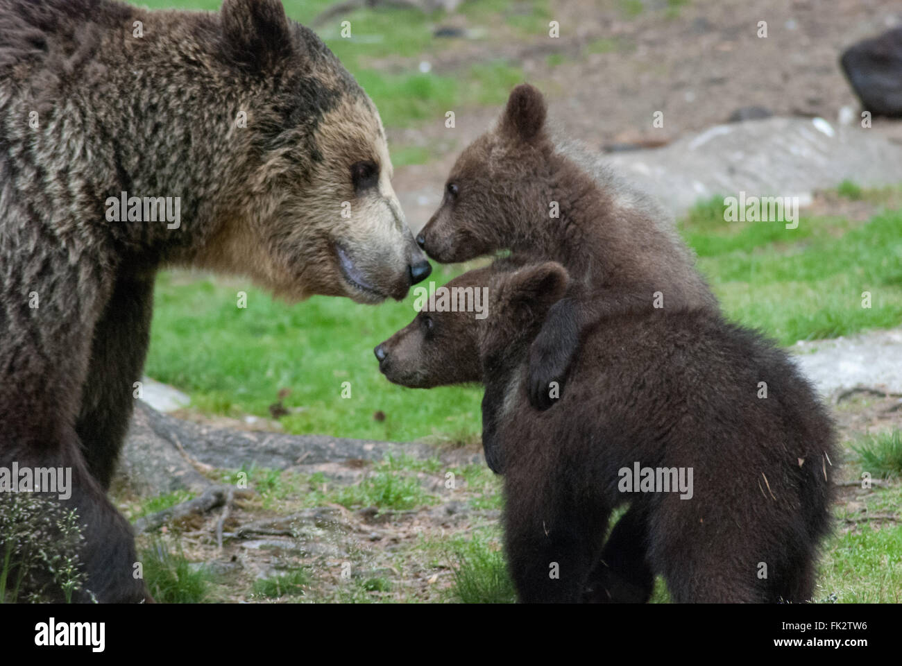 Unione di orso bruno eurasiatico o orso bruno ( Ursus arctos arctos) madre e due Lupetti nella Taiga foresta in Finlandia orientale Foto Stock