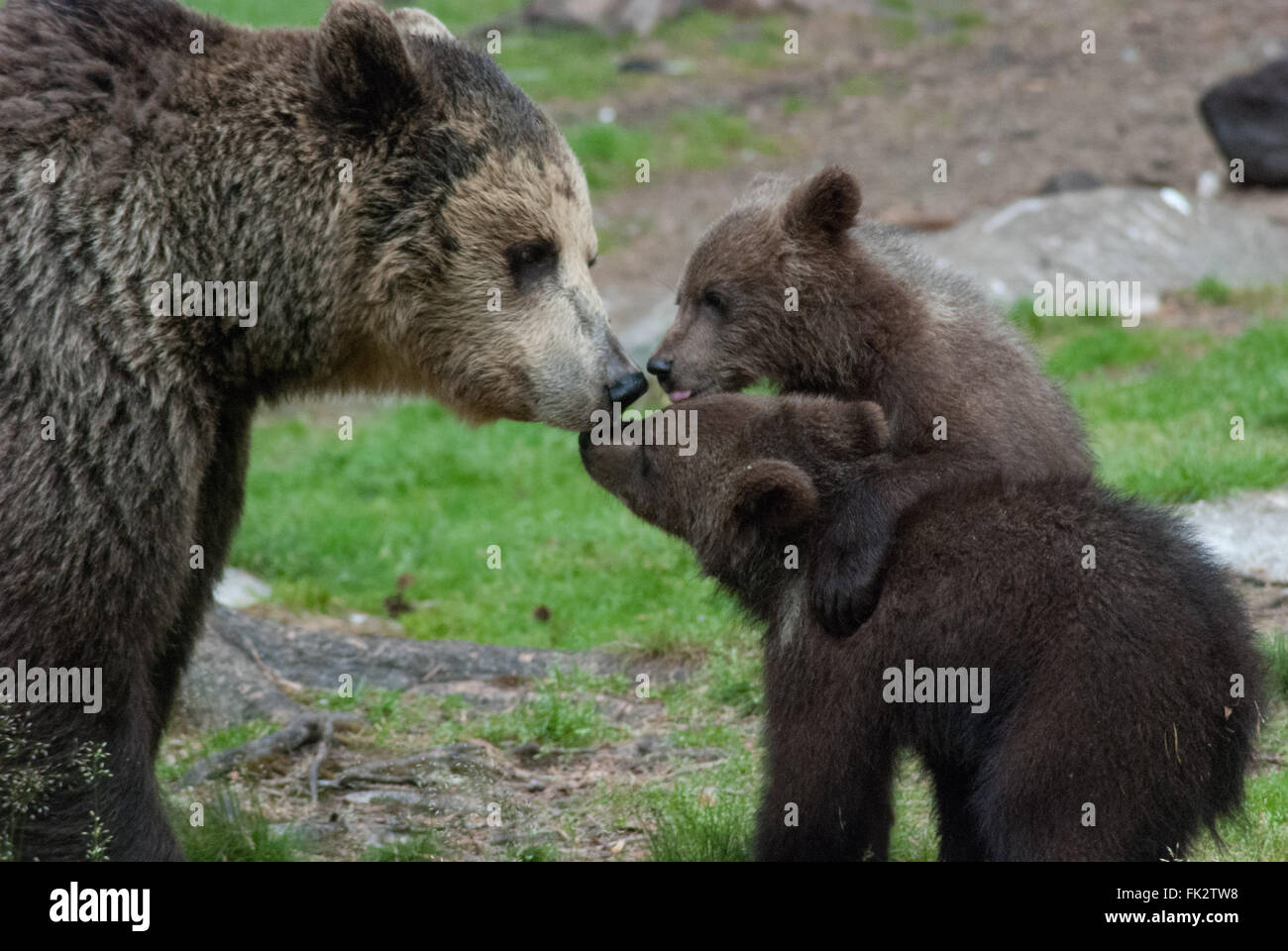 Unione di orso bruno eurasiatico o orso bruno ( Ursus arctos arctos) madre e due giovani Lupetti nella Taiga foresta in Finlandia orientale Foto Stock