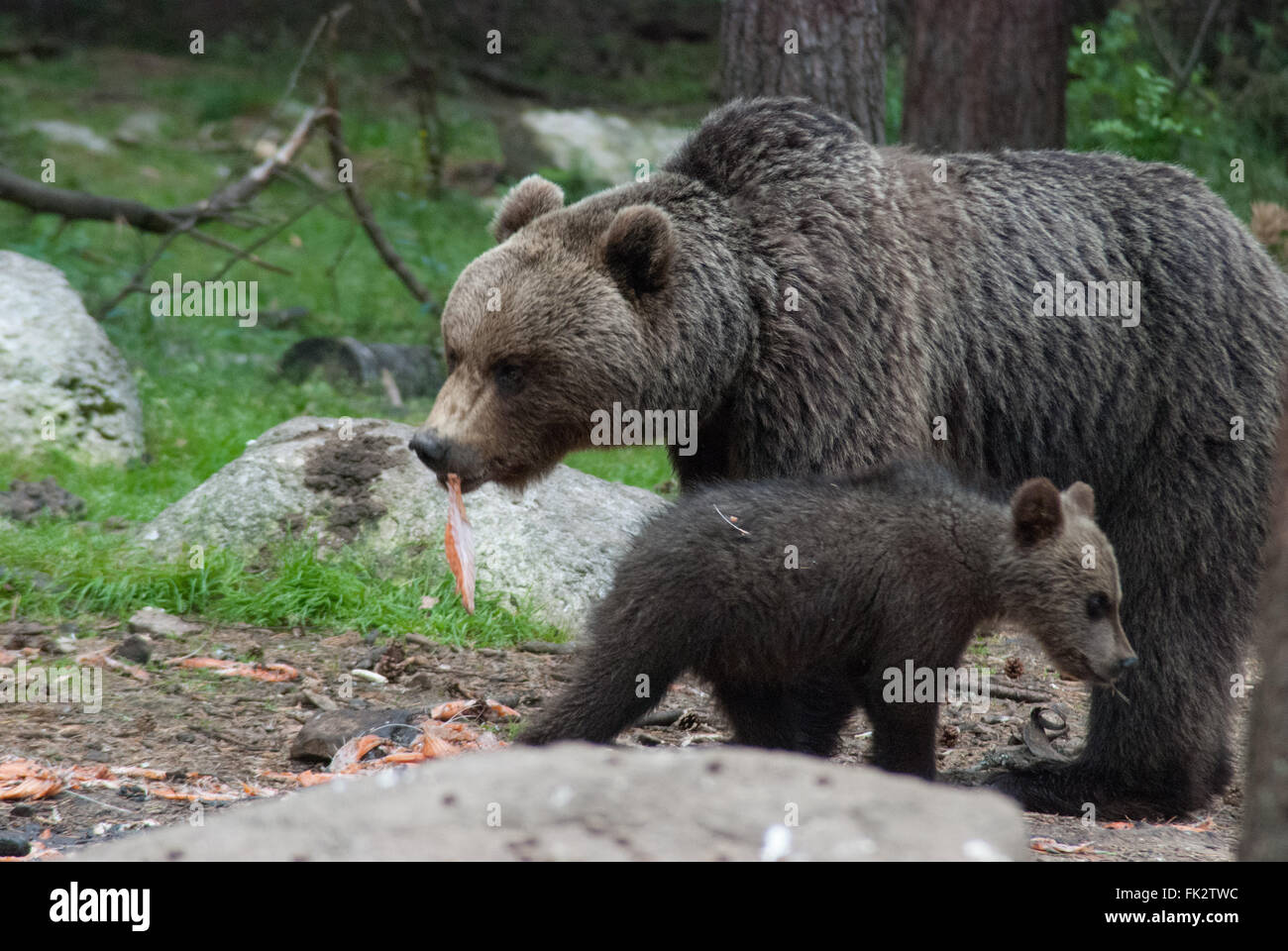 Unione di orso bruno eurasiatico o orso bruno ( Ursus arctos arctos) e giovani cub nella Taiga foresta in Finlandia orientale Foto Stock