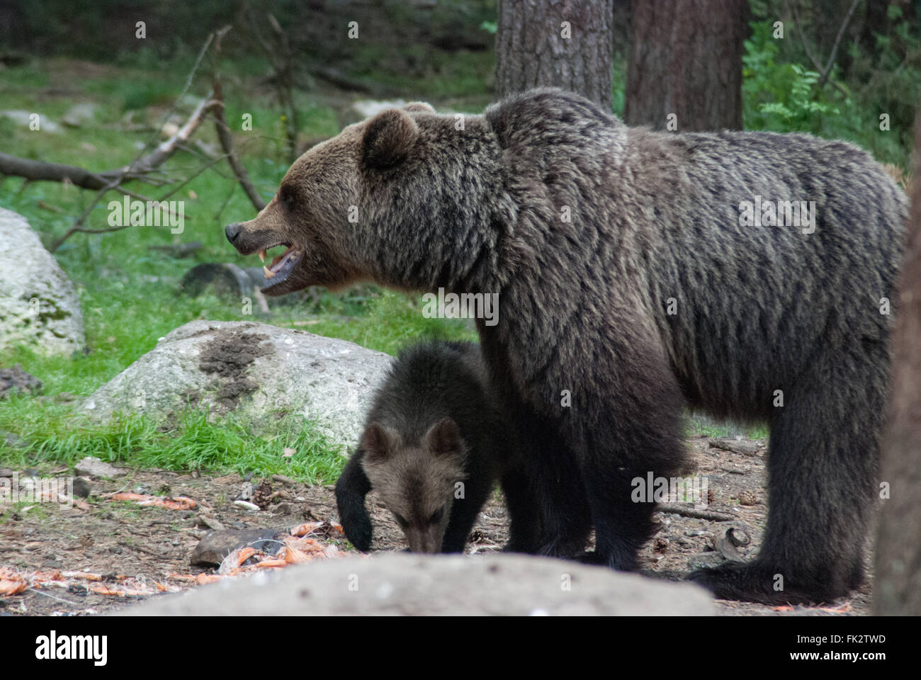 Unione di orso bruno eurasiatico o orso bruno ( Ursus arctos arctos) e giovani cub nella Taiga foresta in Finlandia orientale Foto Stock