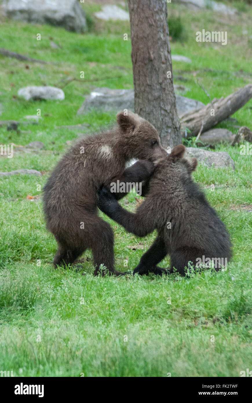 Unione di orso bruno eurasiatico o orso bruno ( Ursus arctos arctos) cubs giocando nella Taiga foresta in Finlandia orientale Foto Stock