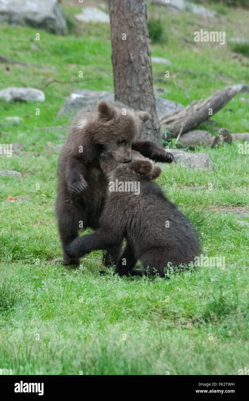 Unione di orso bruno eurasiatico o orso bruno ( Ursus arctos arctos) cubs giocando nella Taiga foresta in Finlandia orientale Foto Stock