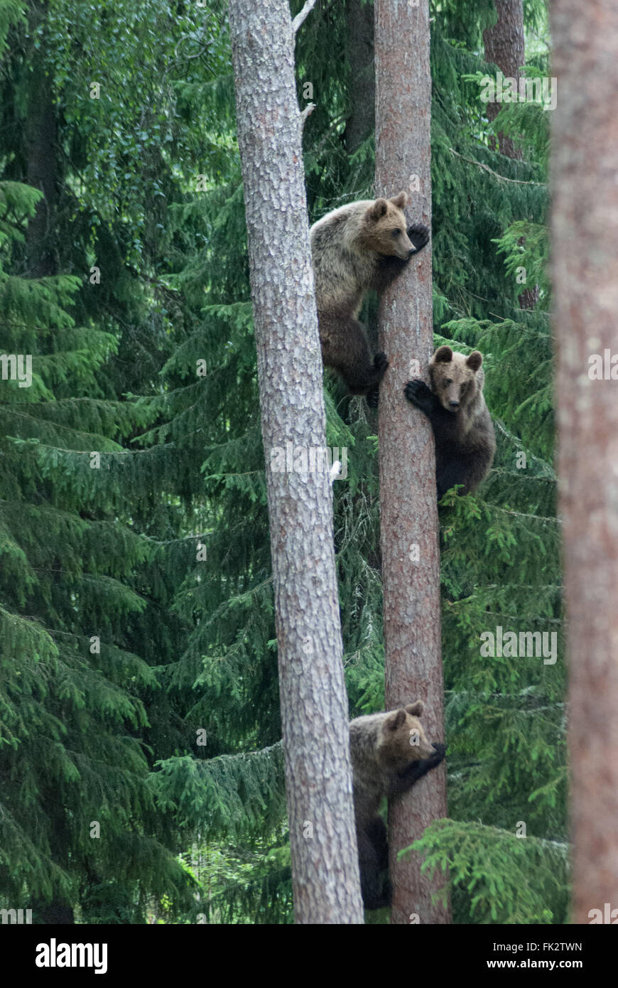 Unione di orso bruno eurasiatico o l'orso bruno (Ursus arctos arctos) cuccioli fino un albero nella Taiga foresta in Finlandia orientale. Foto Stock