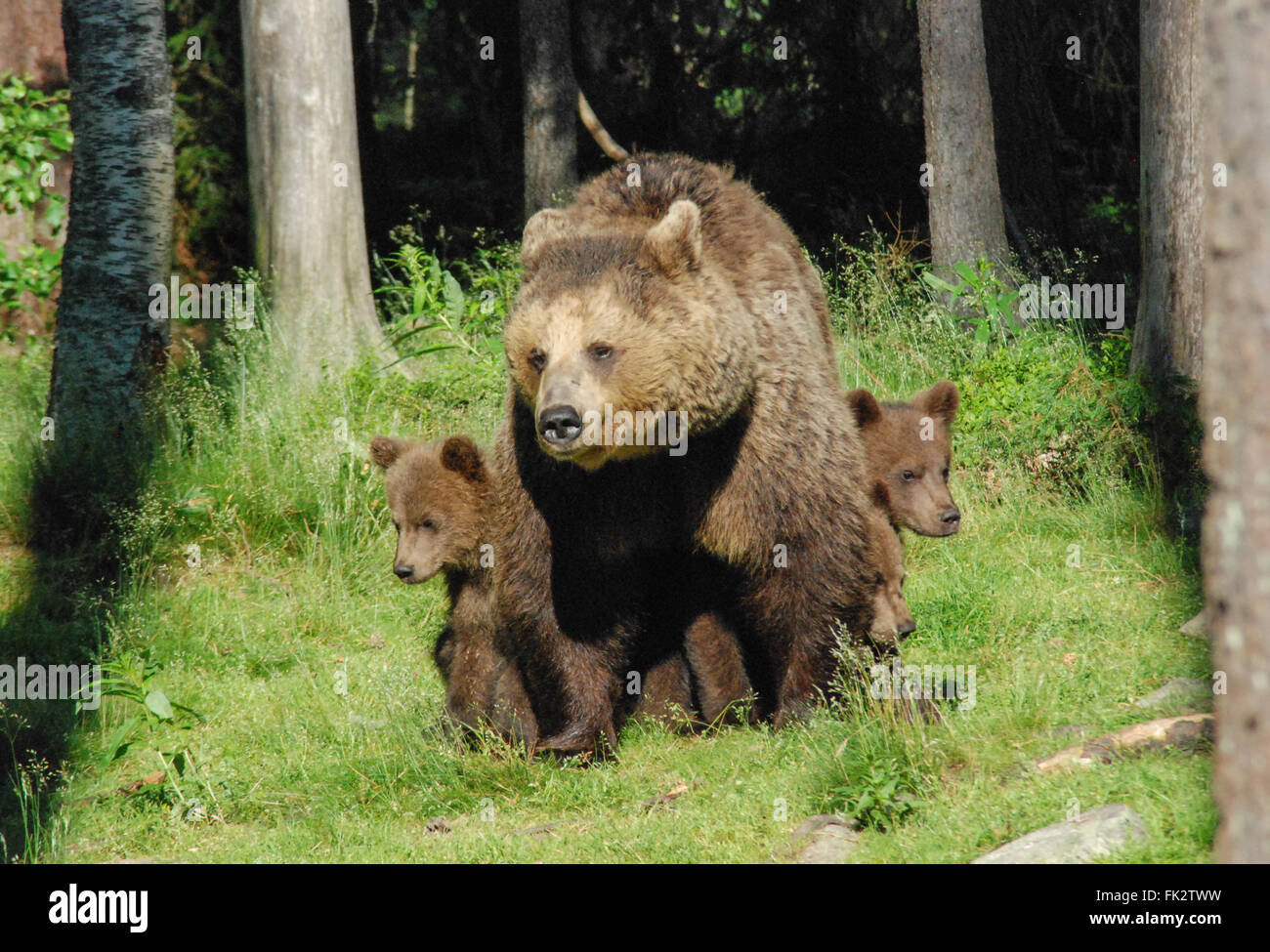 Unione di orso bruno eurasiatico o l'orso bruno (Ursus arctos arctos) nella Taiga foresta in Finlandia orientale - madre e tre cuccioli Foto Stock