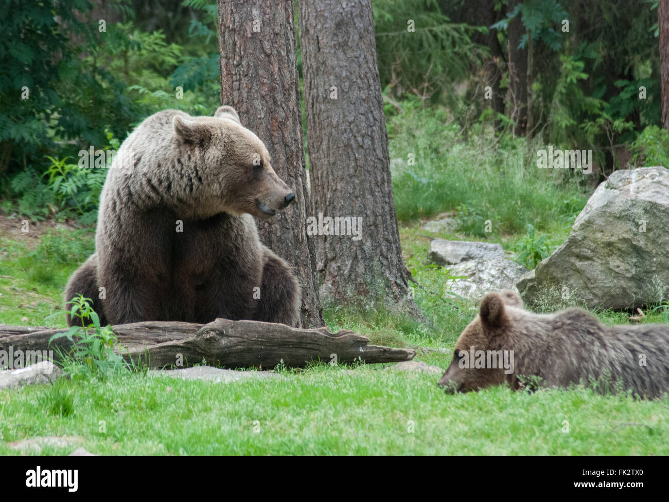 Unione di orso bruno eurasiatico o l'orso bruno (Ursus arctos arctos) con cub nella Taiga foresta in Finlandia orientale. Foto Stock