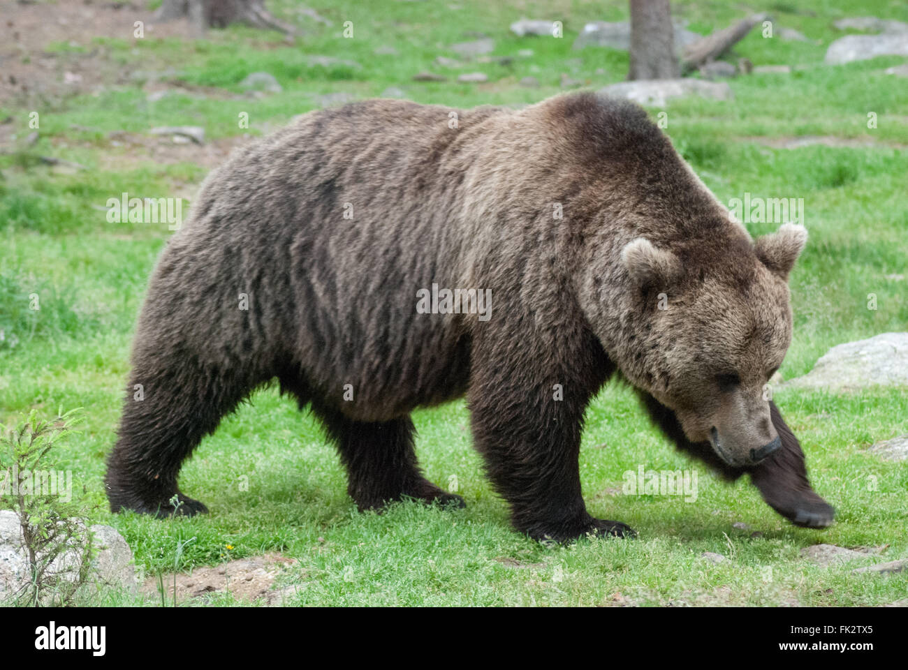 Unione di orso bruno eurasiatico o l'orso bruno (Ursus arctos arctos) nella Taiga foresta in Finlandia orientale. Foto Stock