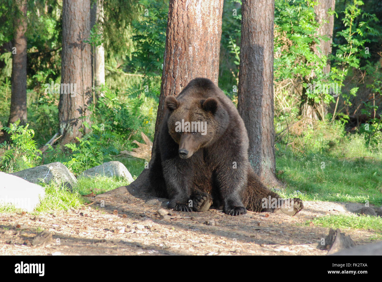 Grande maschio europeo di orso bruno eurasiatico o l'orso bruno (Ursus arctos arctos) graffiare torna nella Taiga foresta in Finlandia orientale. Foto Stock