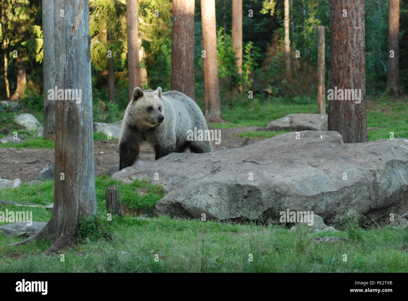 Unione di orso bruno eurasiatico o l'orso bruno (Ursus arctos arctos) nella Taiga habitat della foresta in Finlandia orientale. Foto Stock