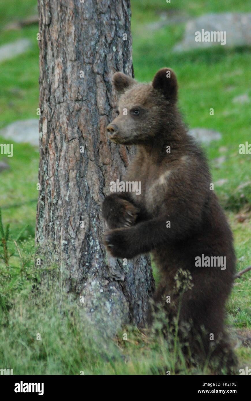 Unione orso bruno o marrone eurasiatica Bear Cub (Ursus arctos arctos) ritti in Taiga foresta in Finlandia orientale. Foto Stock