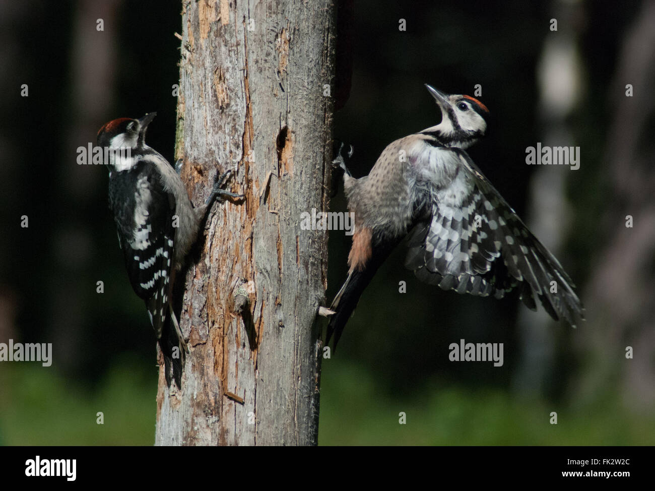 Due grandi spotted picchi (Dendrocopos major) sul tronco di albero in Finlandia orientale Foto Stock