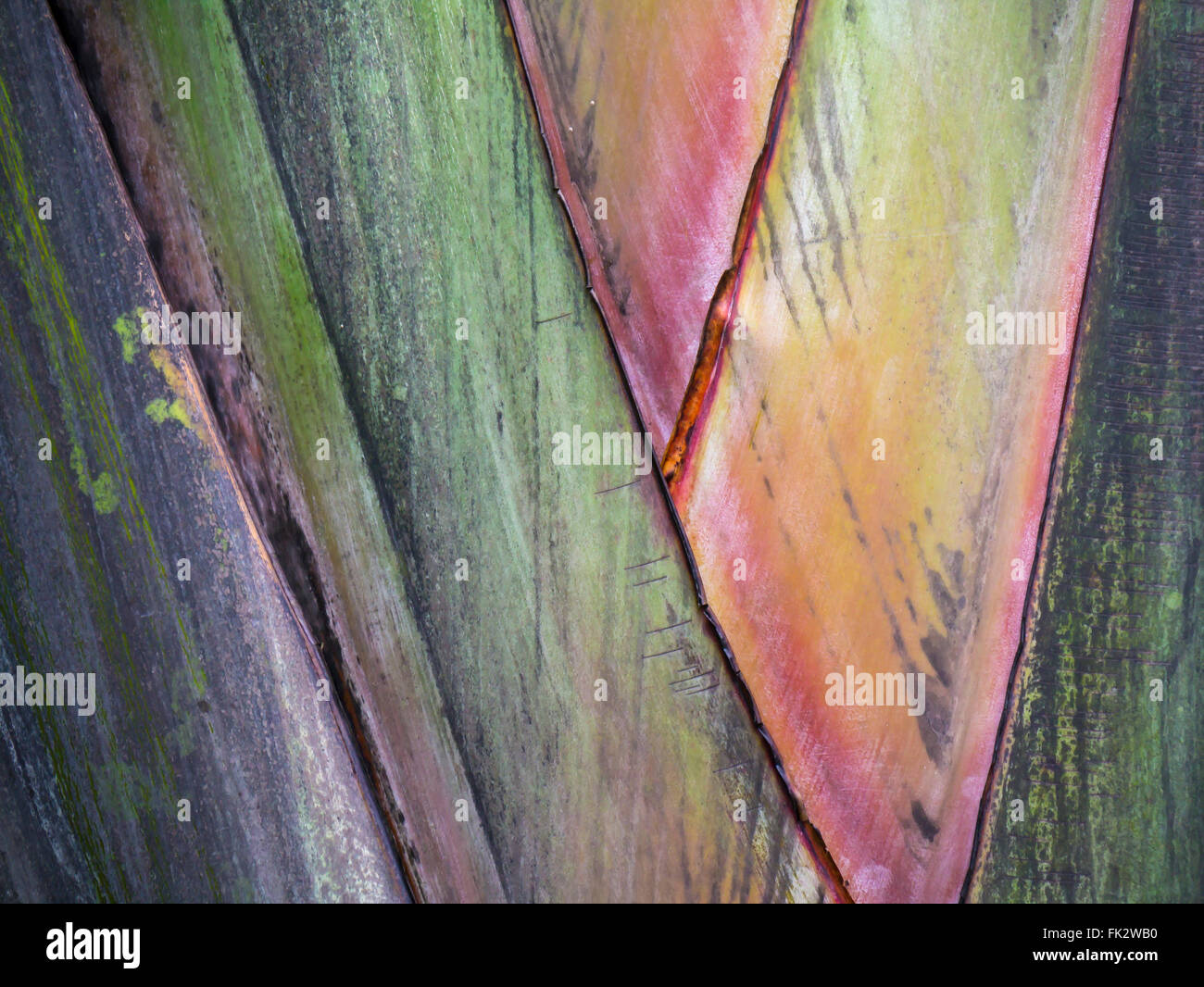 Primo piano sullo sfondo di pianta tropicale Foto Stock