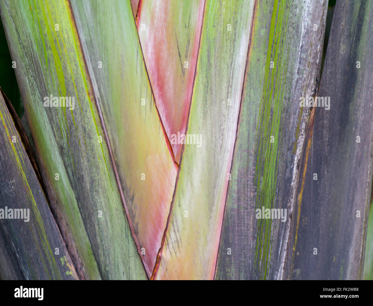 Primo piano sullo sfondo di pianta tropicale Foto Stock