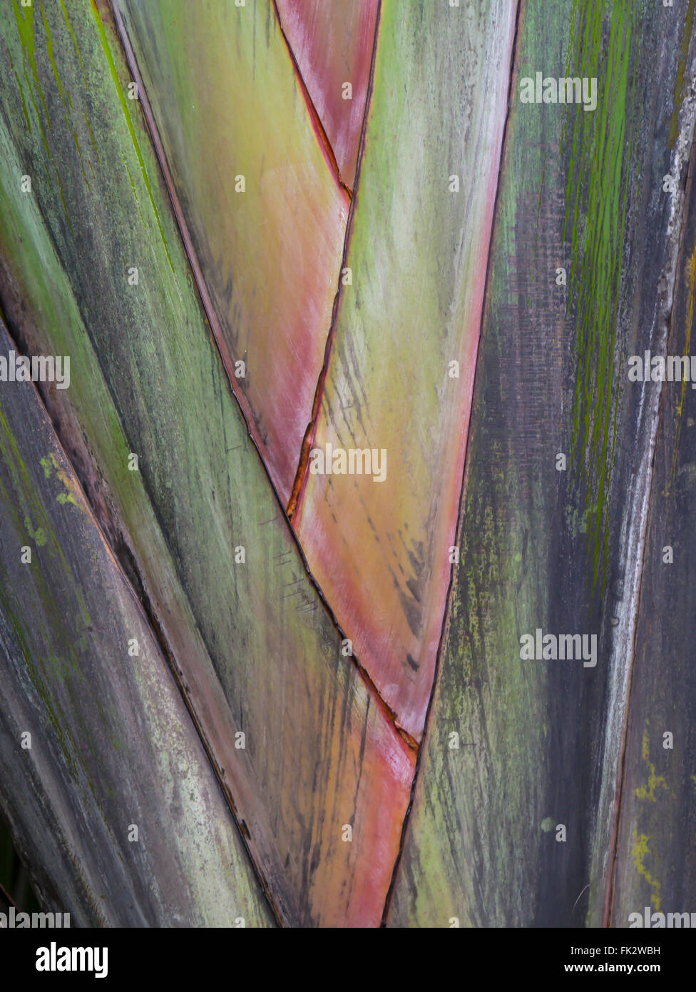 Primo piano sullo sfondo di pianta tropicale Foto Stock