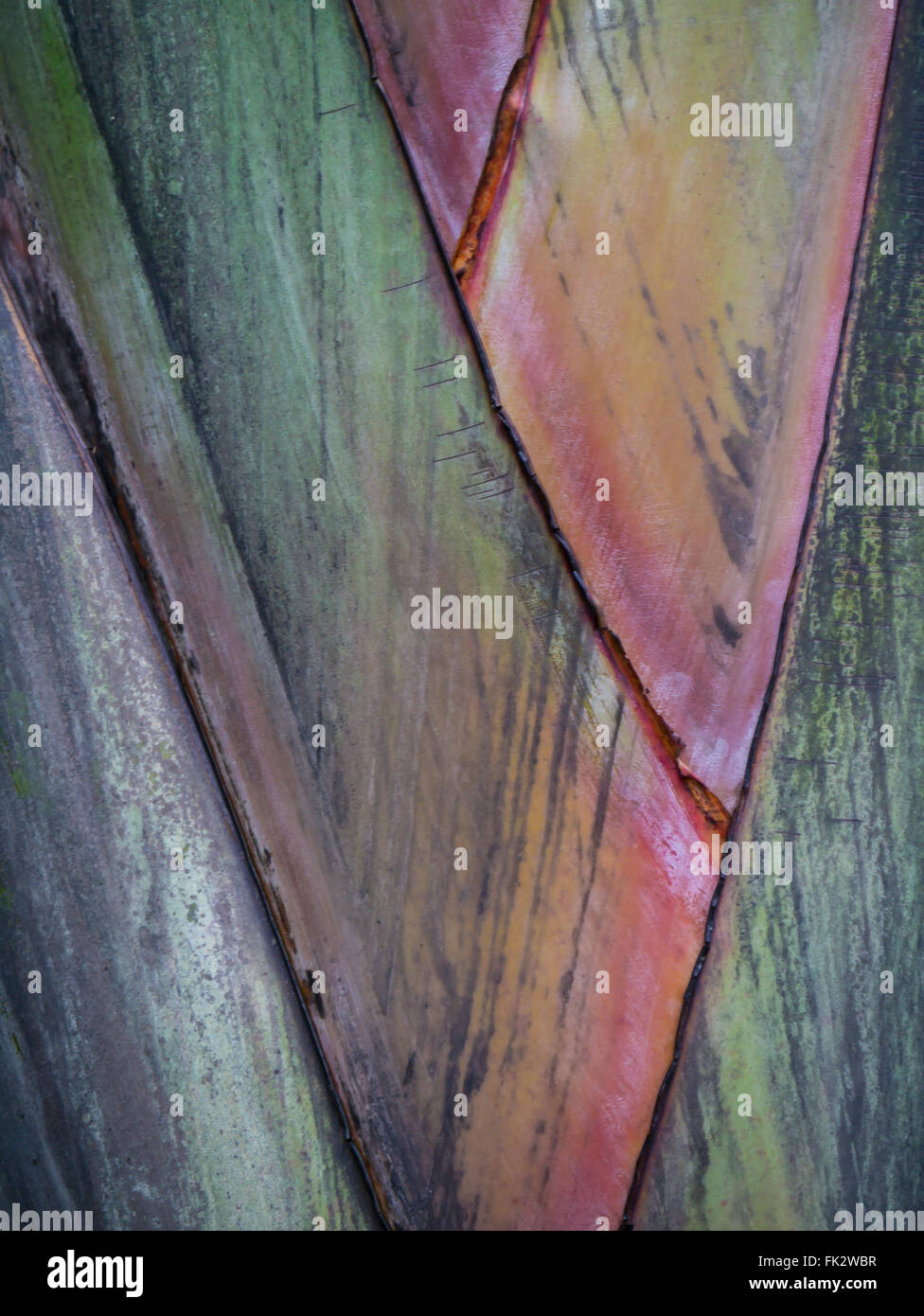 Primo piano sullo sfondo di pianta tropicale Foto Stock