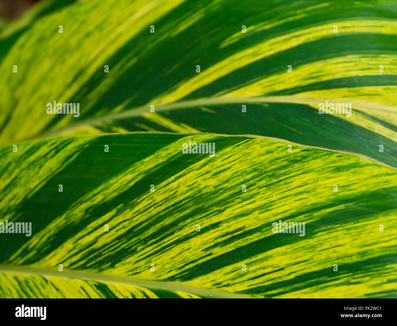 Primo piano sullo sfondo di piante verdi Foto Stock
