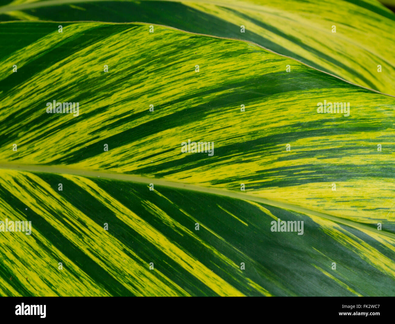Primo piano sullo sfondo di piante verdi Foto Stock