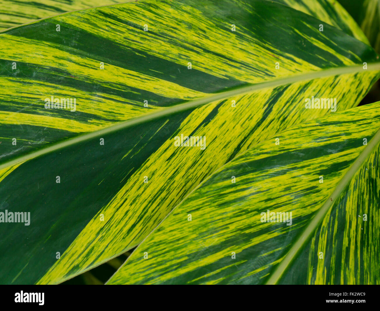 Primo piano sullo sfondo di piante verdi Foto Stock