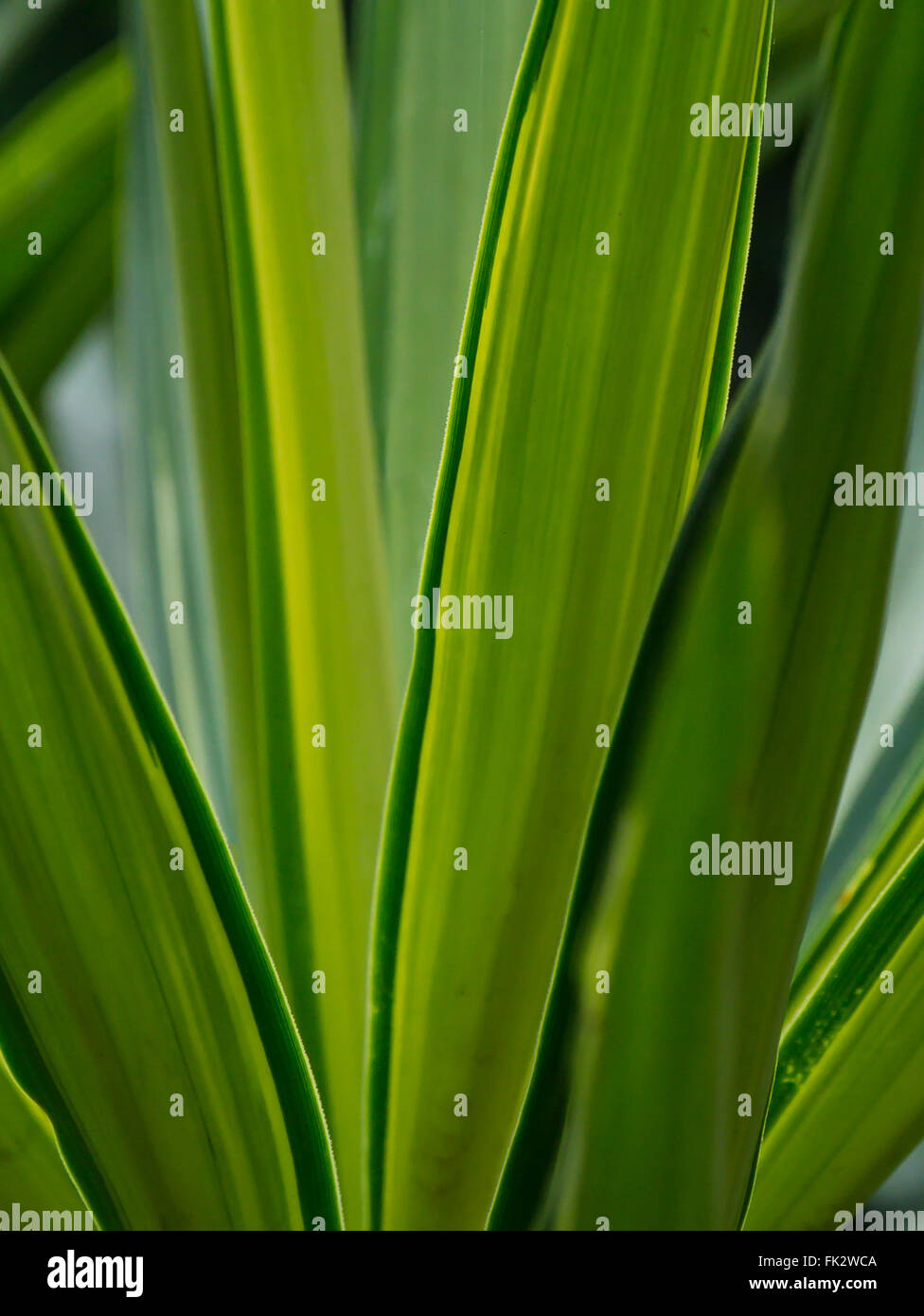 Primo piano sullo sfondo di piante verdi Foto Stock
