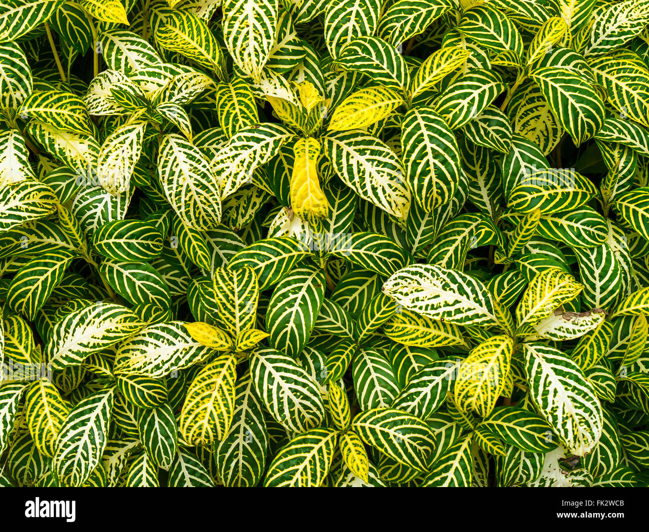 Primo piano sullo sfondo di piante verdi Foto Stock