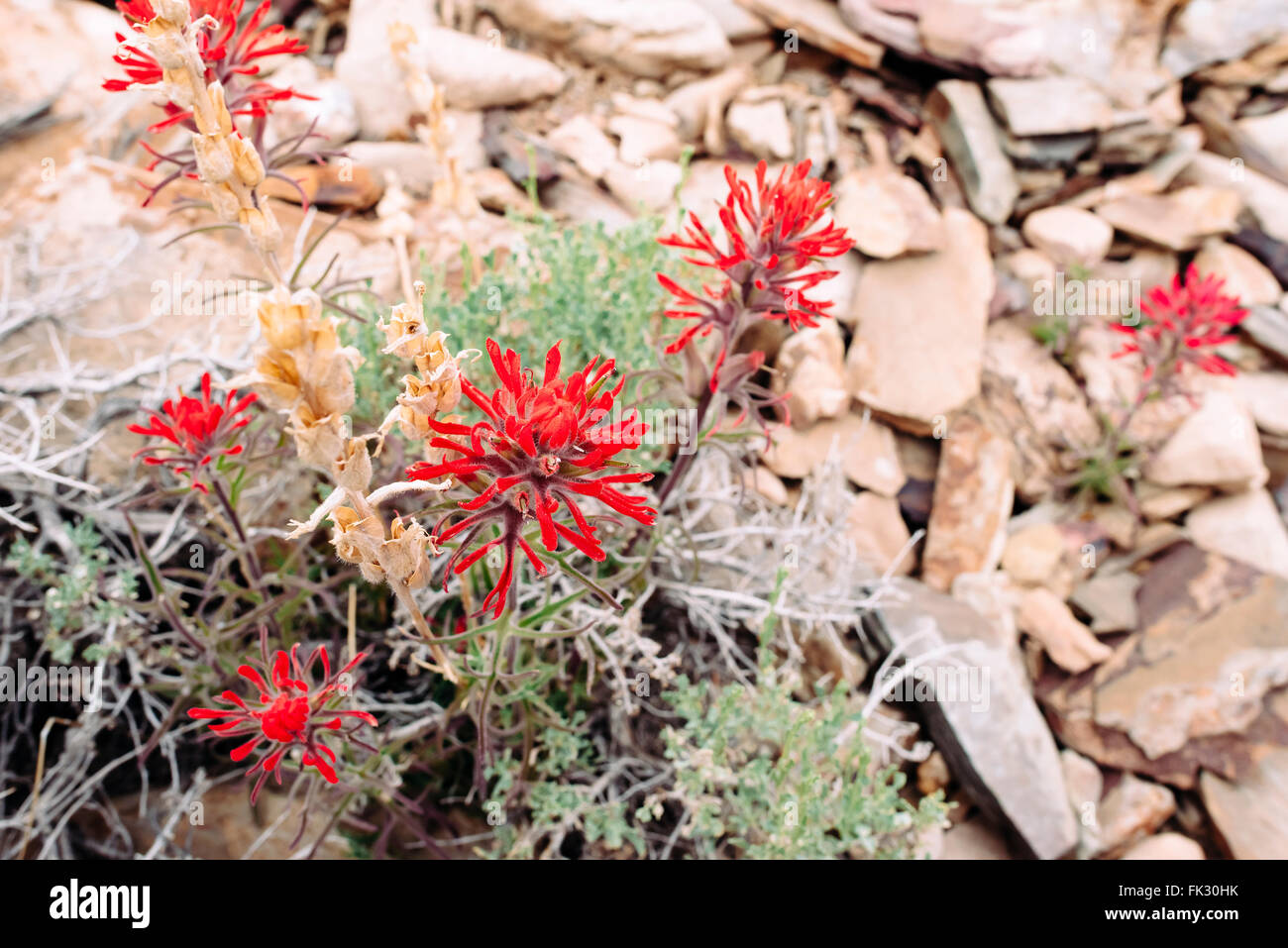 Deserto indiano (paintbrush castilleja angustifolia) cresce nel Panamint montagne del Parco Nazionale della Valle della Morte, California Foto Stock