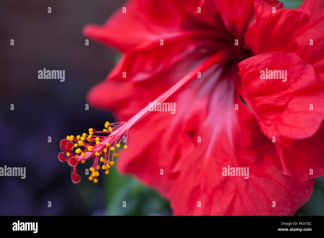 Rosso di fiori di ibisco con sfondo sfocato Foto Stock