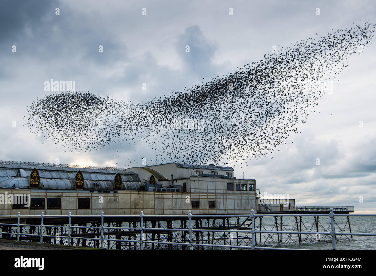 Aberystwyth, Wales, Regno Unito. 6 Marzo, 2016. Regno Unito meteo:s un gregge di migliaia di minuscoli storni in volo in un enorme 'murmuration' oltre il molo sul mare aggettante internamente Cardigan Bay in Aberystwyth sulla West Wales coast. Conosciuto in gallese come 'adar yr eira' o 'ora uccelli' sono sul RSPB è in via di estinzione 'red' elenco e posatoio ogni sera da ottobre a marzo in ghisa gambe dell'epoca vittoriana pier, uno di solo una manciata di urbano posatoi in UK Credit: keith morris/Alamy Live News Foto Stock