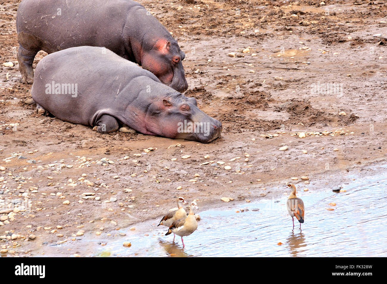 Sciocco e dormire, ippopotami, Hippopotamus amphibius, al fiume di Mara, il Masai Mara in Kenya Foto Stock