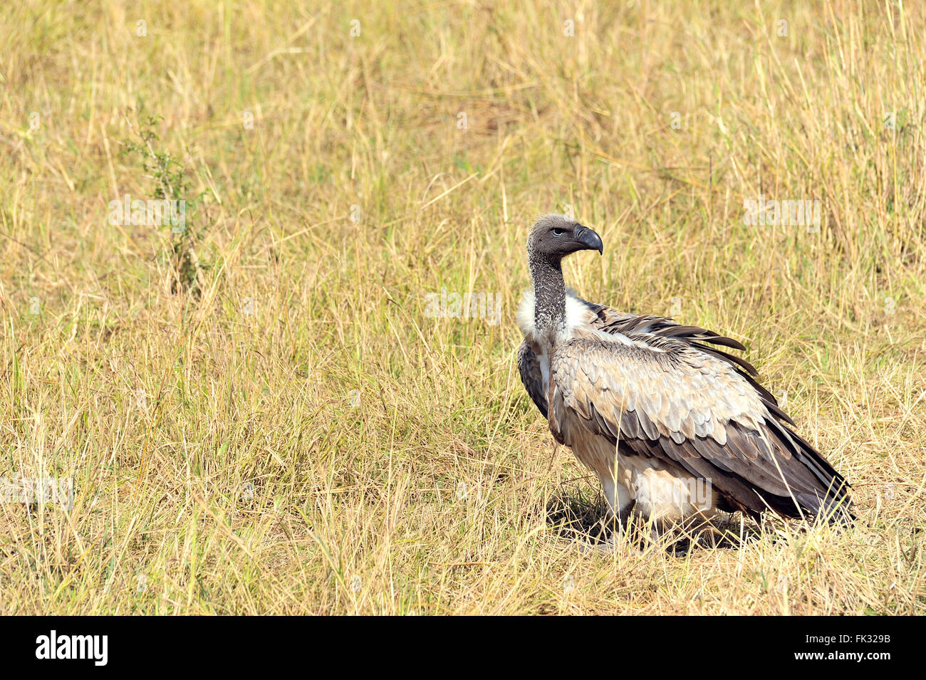 Griffin avvoltoi, Gyps rueppellii, del Kenya Foto Stock