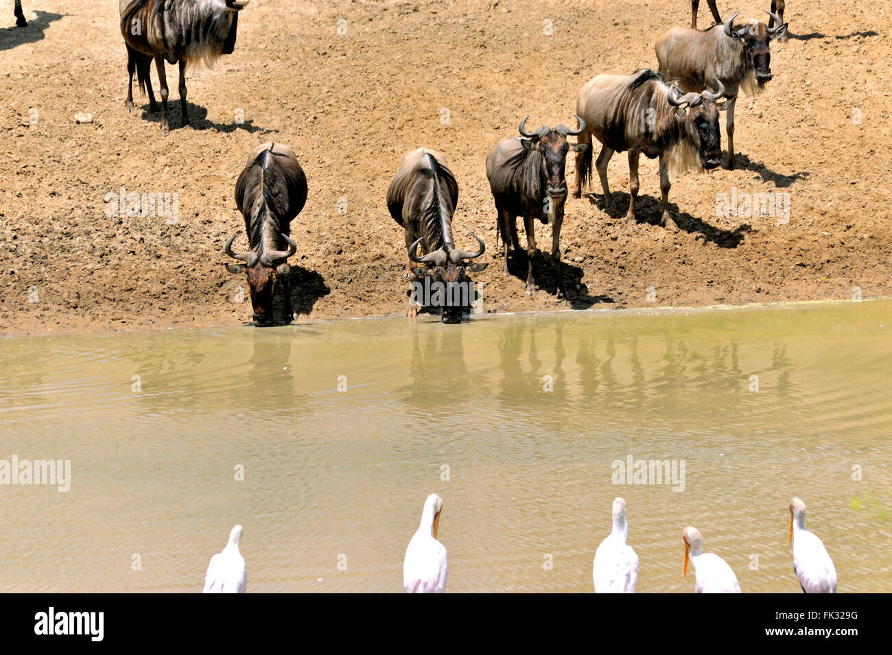 Su lati differenti dello stesso fiume, Wildebeests e cicogne la visione di ogni altro Foto Stock