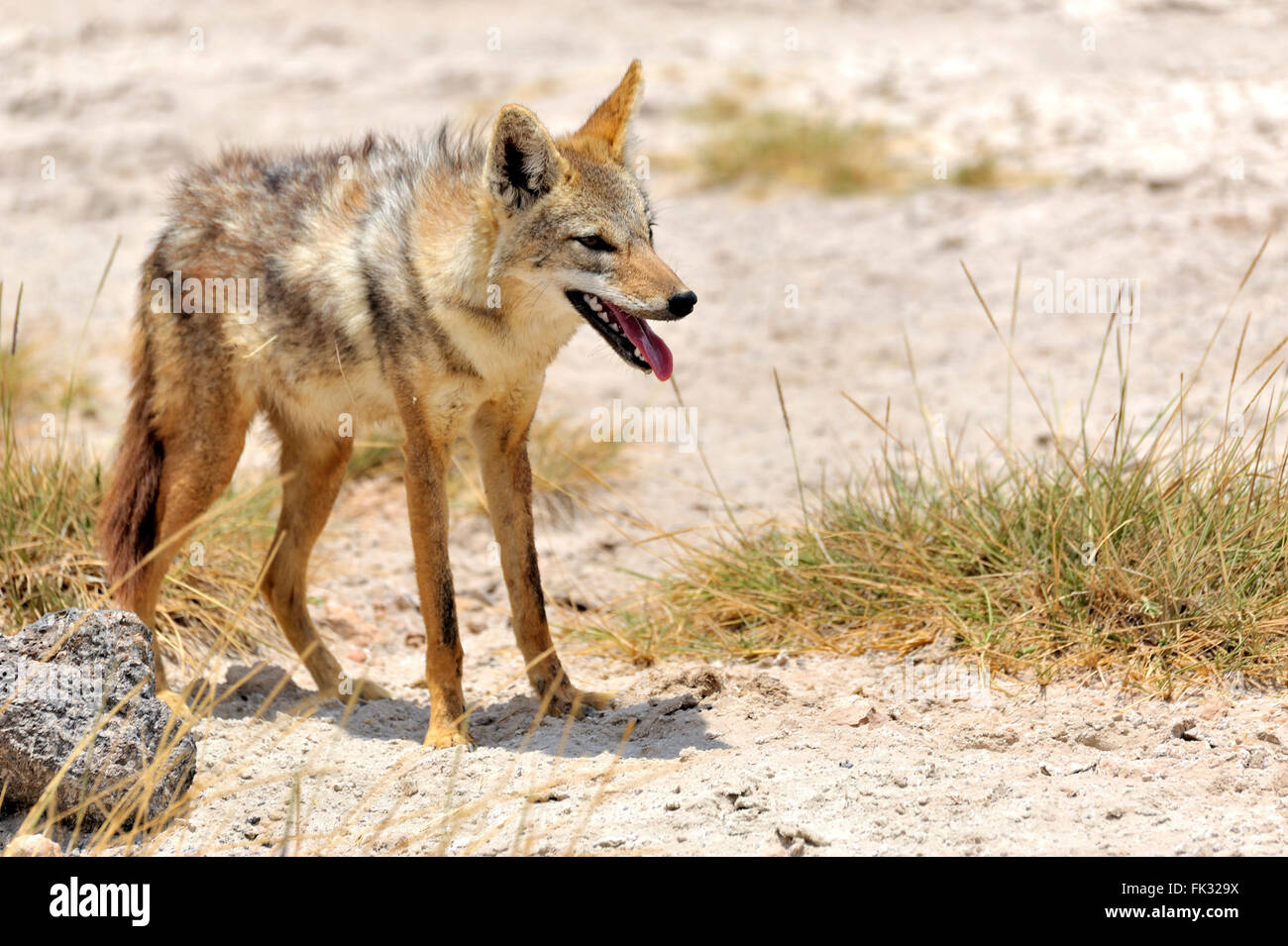 Golden Jackal, Canis aureus nel Parco nazionale di Amboseli Foto Stock