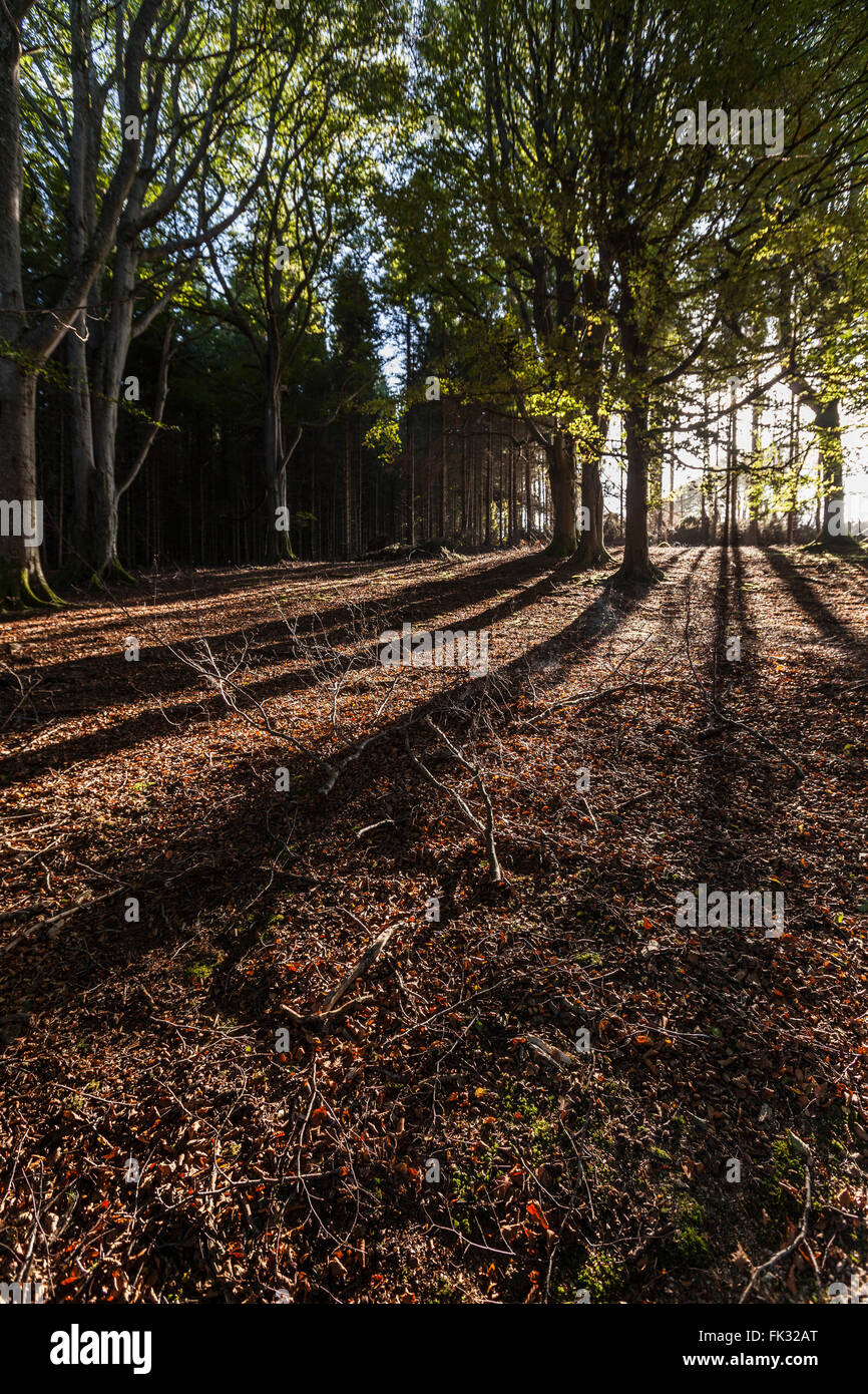 Luce e Ombra nella foresta scozzese. Foto Stock