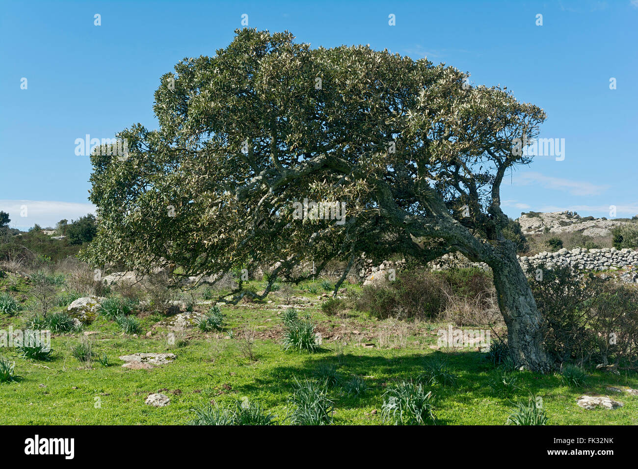 Quercia da sughero (Quercus suber), Badde Orca, Sardegna, Italia Foto Stock