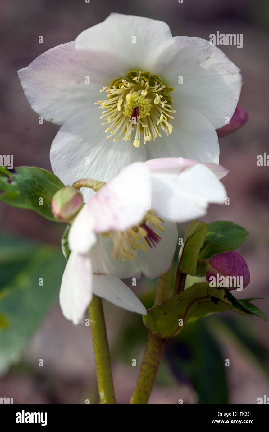 Lenten rosa, Black Hellebore, Helleborus niger inverno Helleborus bianco rosa di Natale Foto Stock