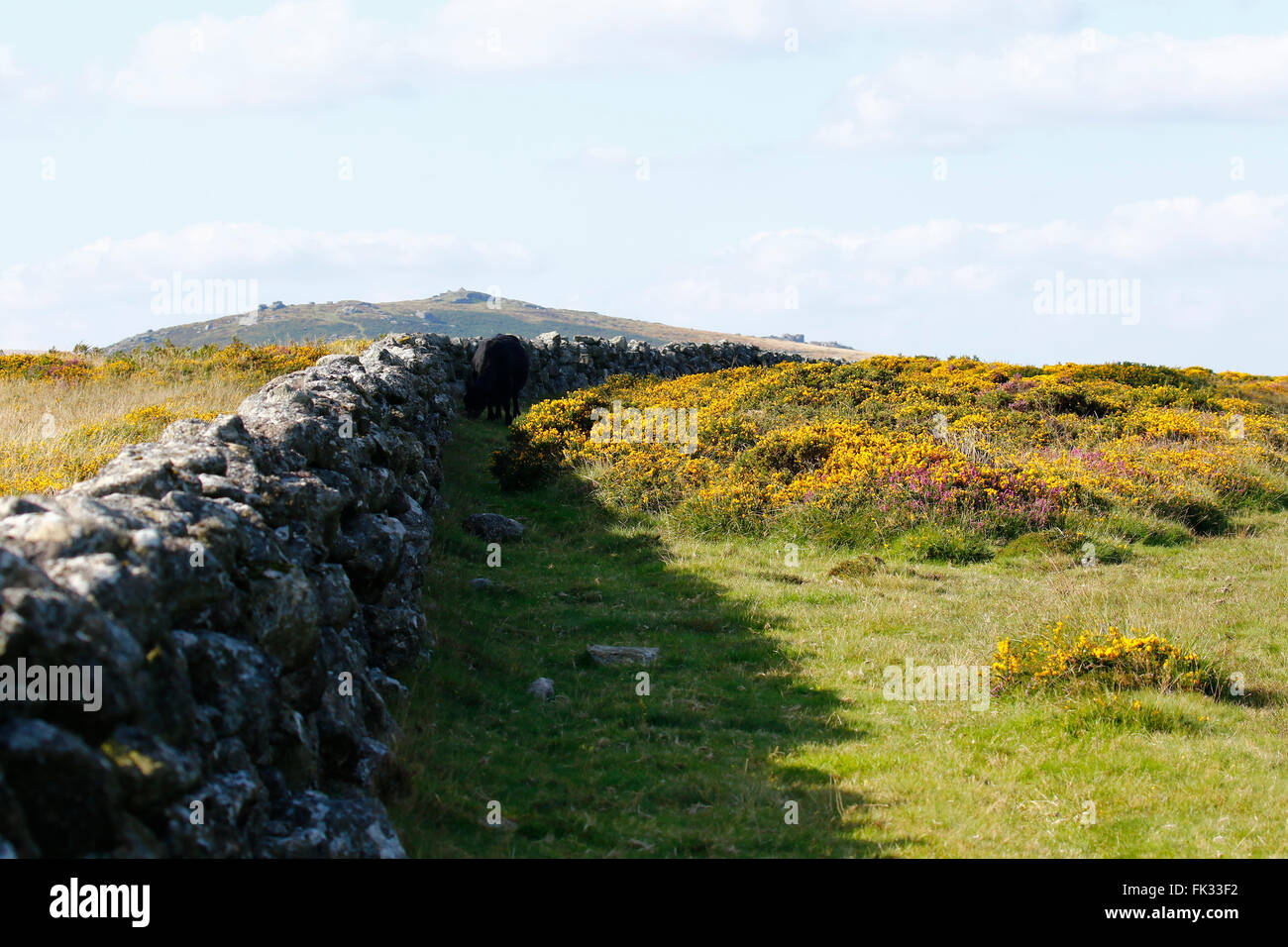 Gorse & heather in pieno fiore di Dartmoor nel sud ovest dell'Inghilterra, molte pareti di granito sono state costruite in brughiera antichità Foto Stock