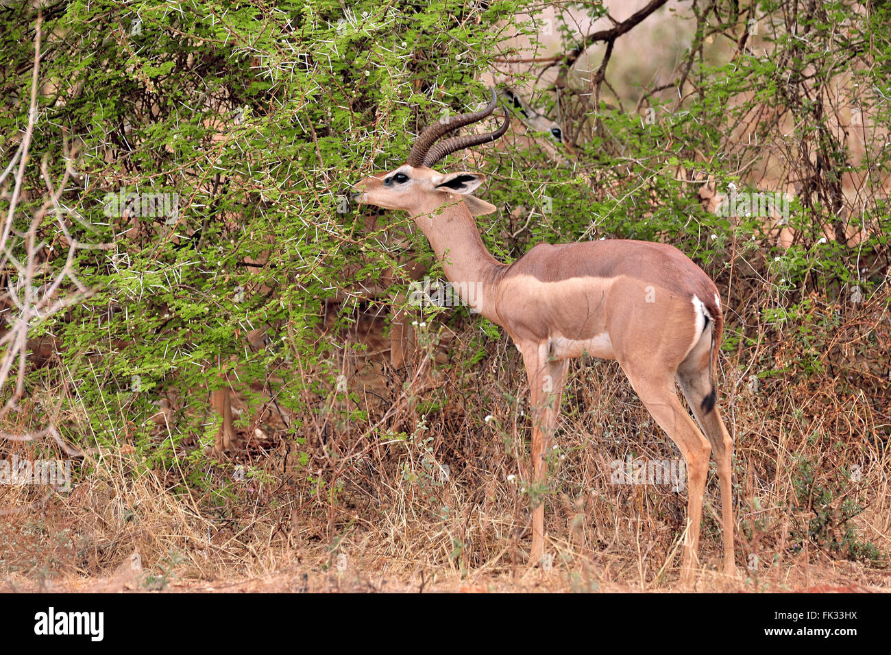 Gerenuk, Waller il gazelle, Litocranius walleri, nel parco nazionale orientale di Tsavo, Kenya Foto Stock